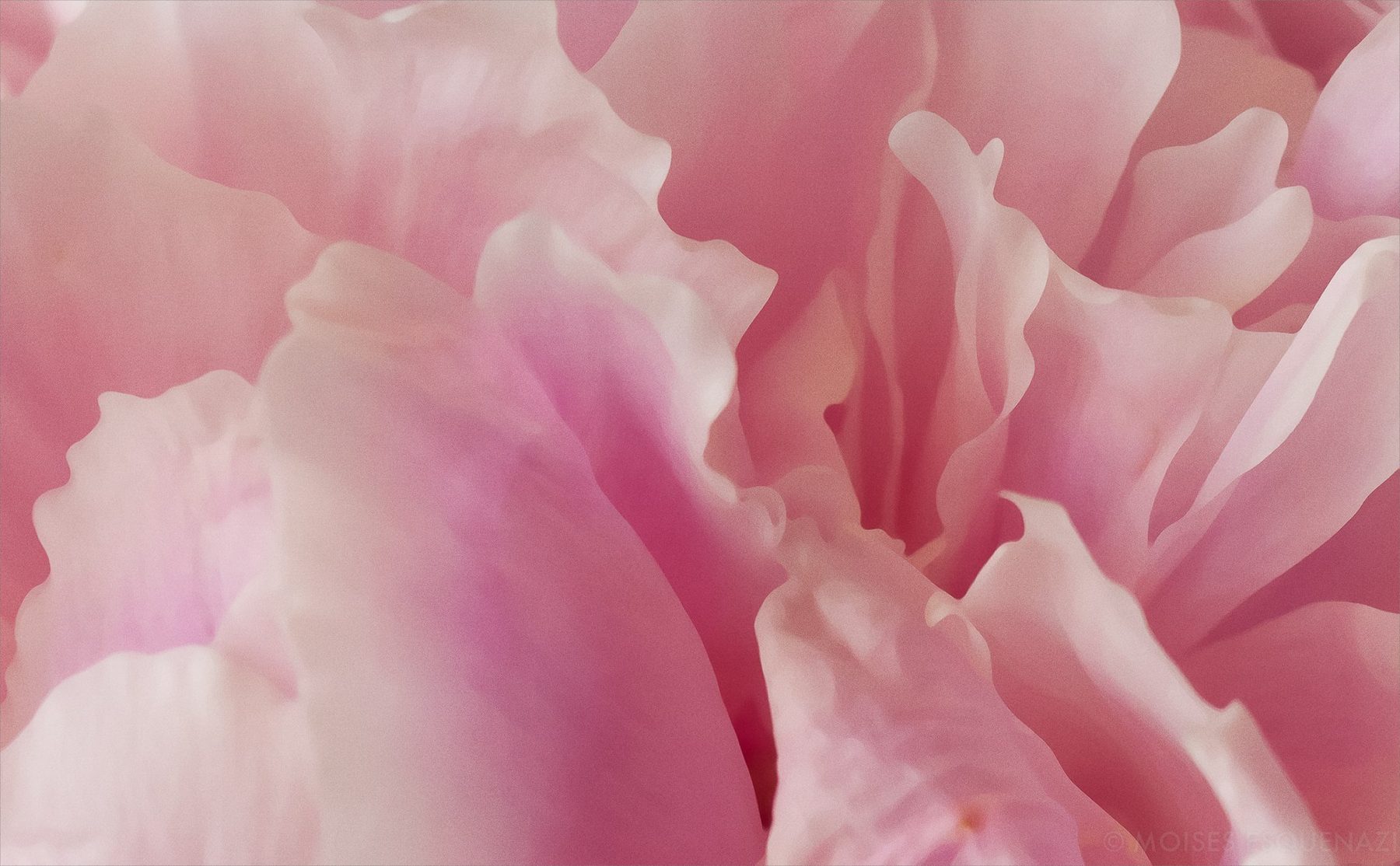 Petals